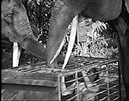 Elephants rescue Tarzan from cage.