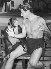 Cheeta and actor Lex Barker  November, 1950