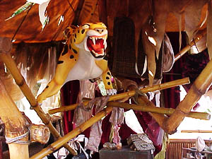 Sabor perched in the rafters