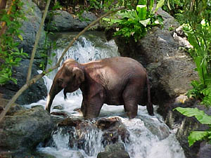 A baby elephant drinking from the stream