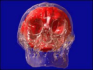 Hobbit Brain
